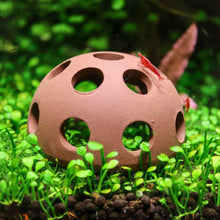 Load image into Gallery viewer, Scratch and Dent Aquarium Co - Op Shrimp Cave - Aquarium Co - Op
