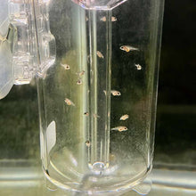 Load image into Gallery viewer, Scratch and Dent Ziss Egg Tumbler - Aquarium Co - Op
