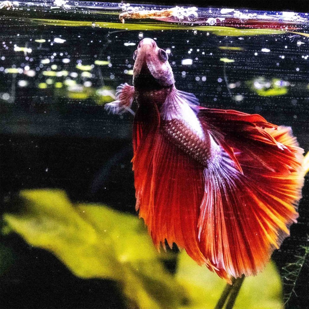 scratch-dent-aquarium-co-op-freeze-dried-bloodworms-9982892