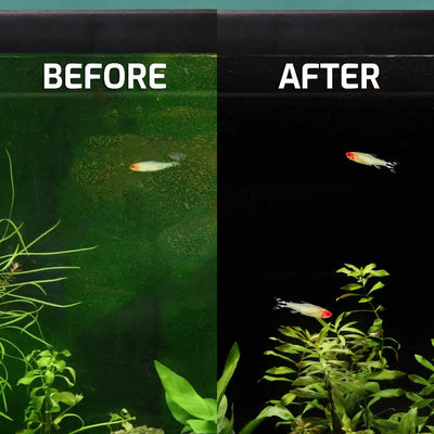 small_algae_scrubber_algae_on_glass_before_after