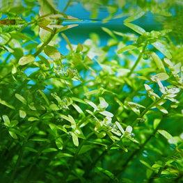 small_bacopa_moneywort_in_tank_planted_tank