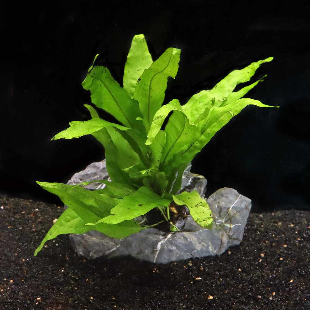 Windelov Java Fern | Fish Tank Plants | Live Aquarium Plants for Sale ...
