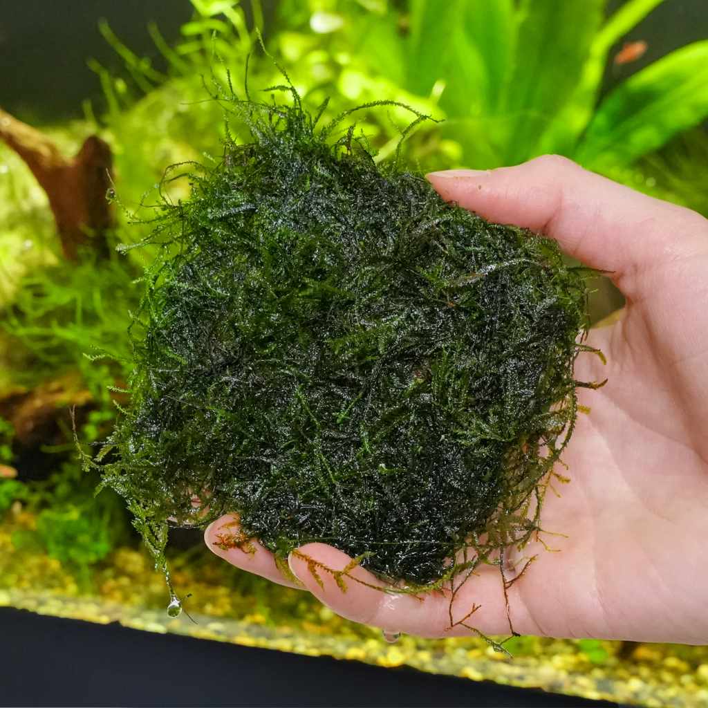 Java Moss | Java Moss for Sale | Live Aquarium Moss on Mesh – Aquarium ...