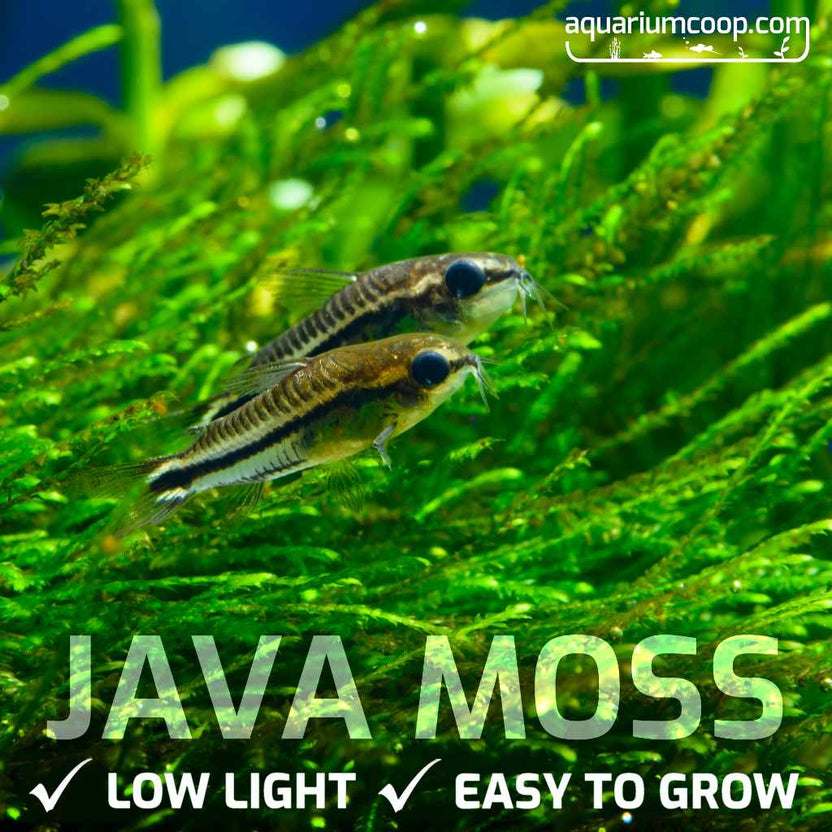 Java Moss | Java Moss for Sale | Live Aquarium Moss on Mesh – Aquarium ...