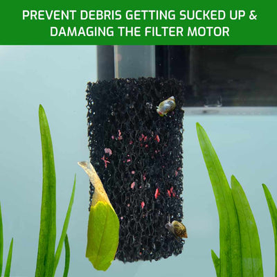 small_pre_filter_debris_food_snails
