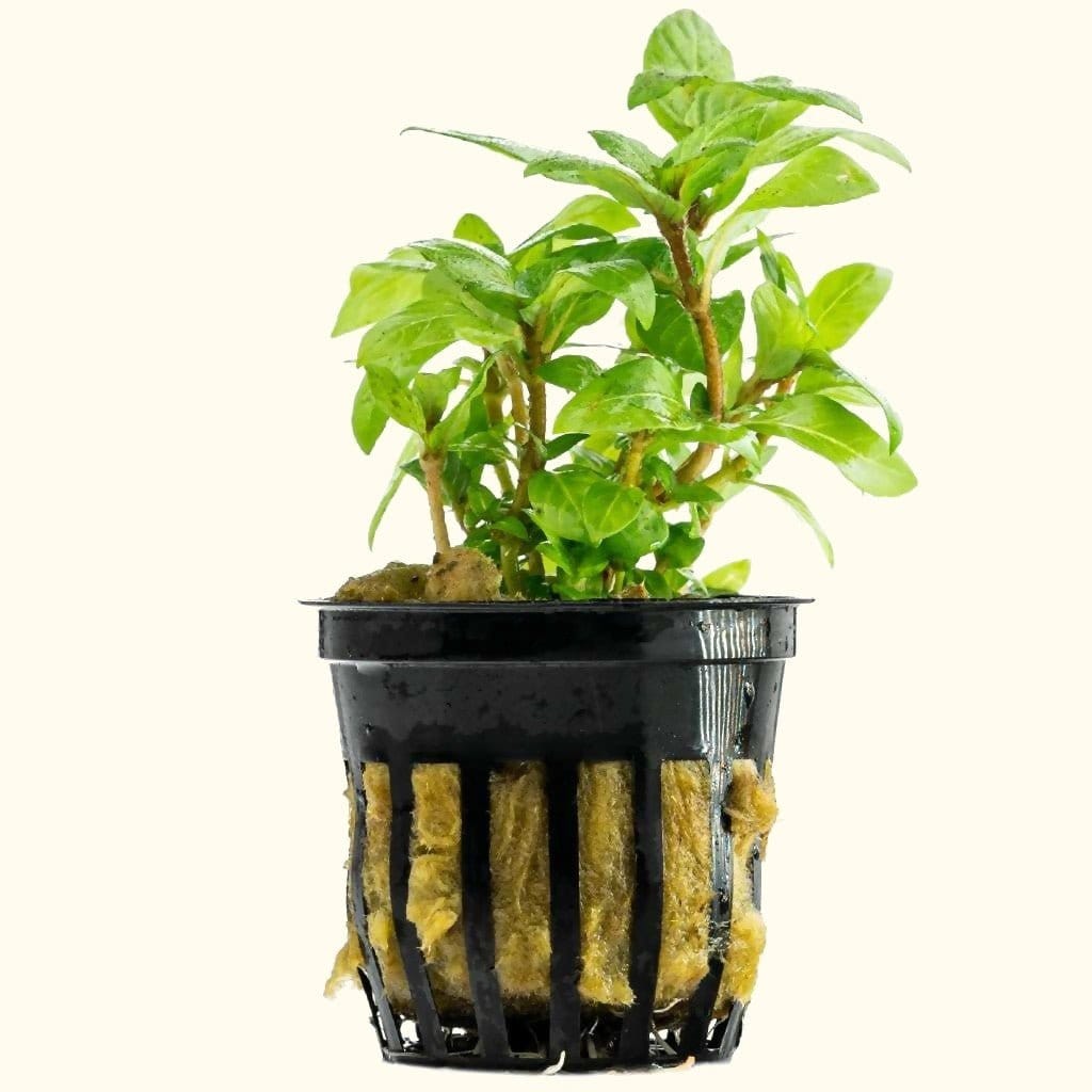 staurogyne-repens-1478504