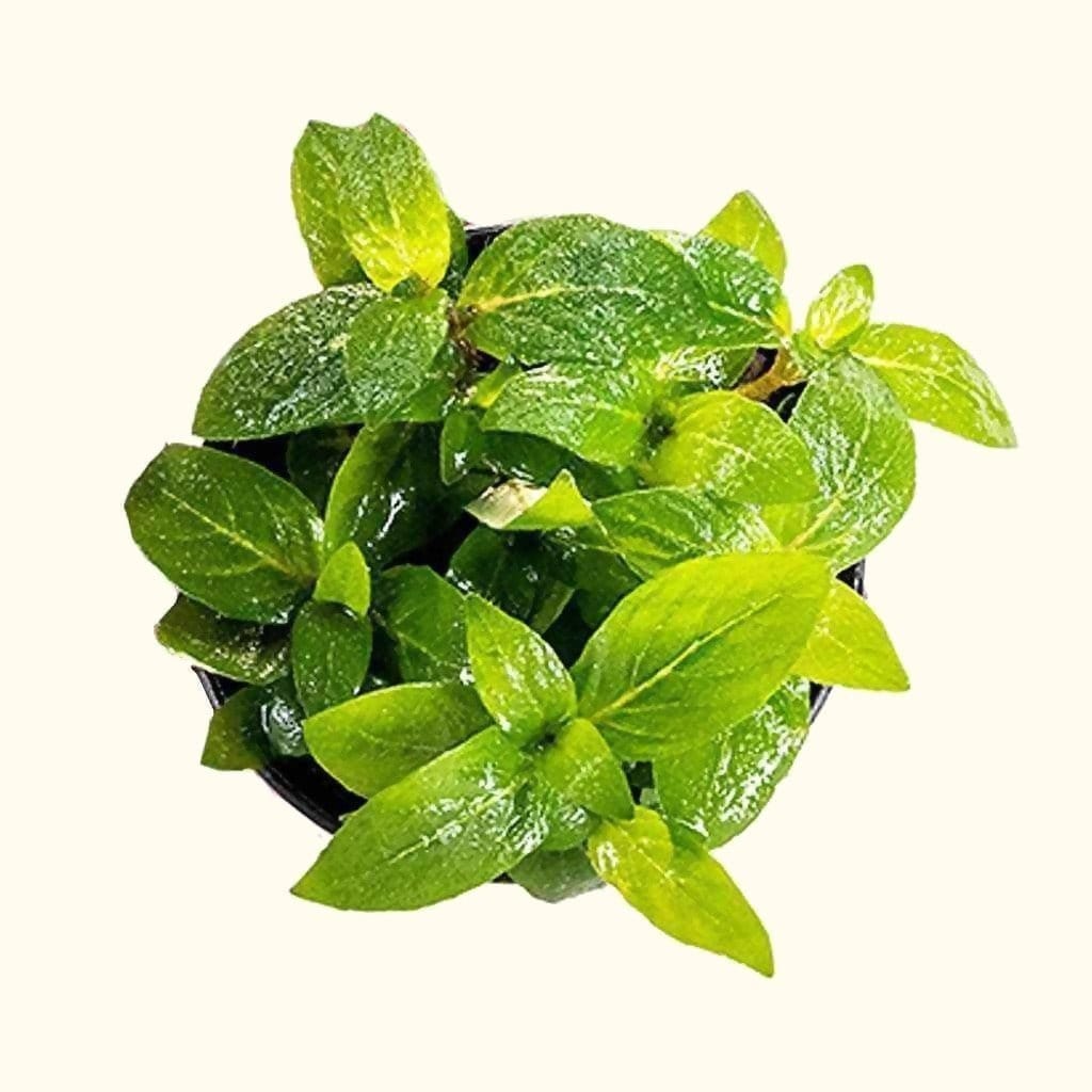 staurogyne-repens-3702085