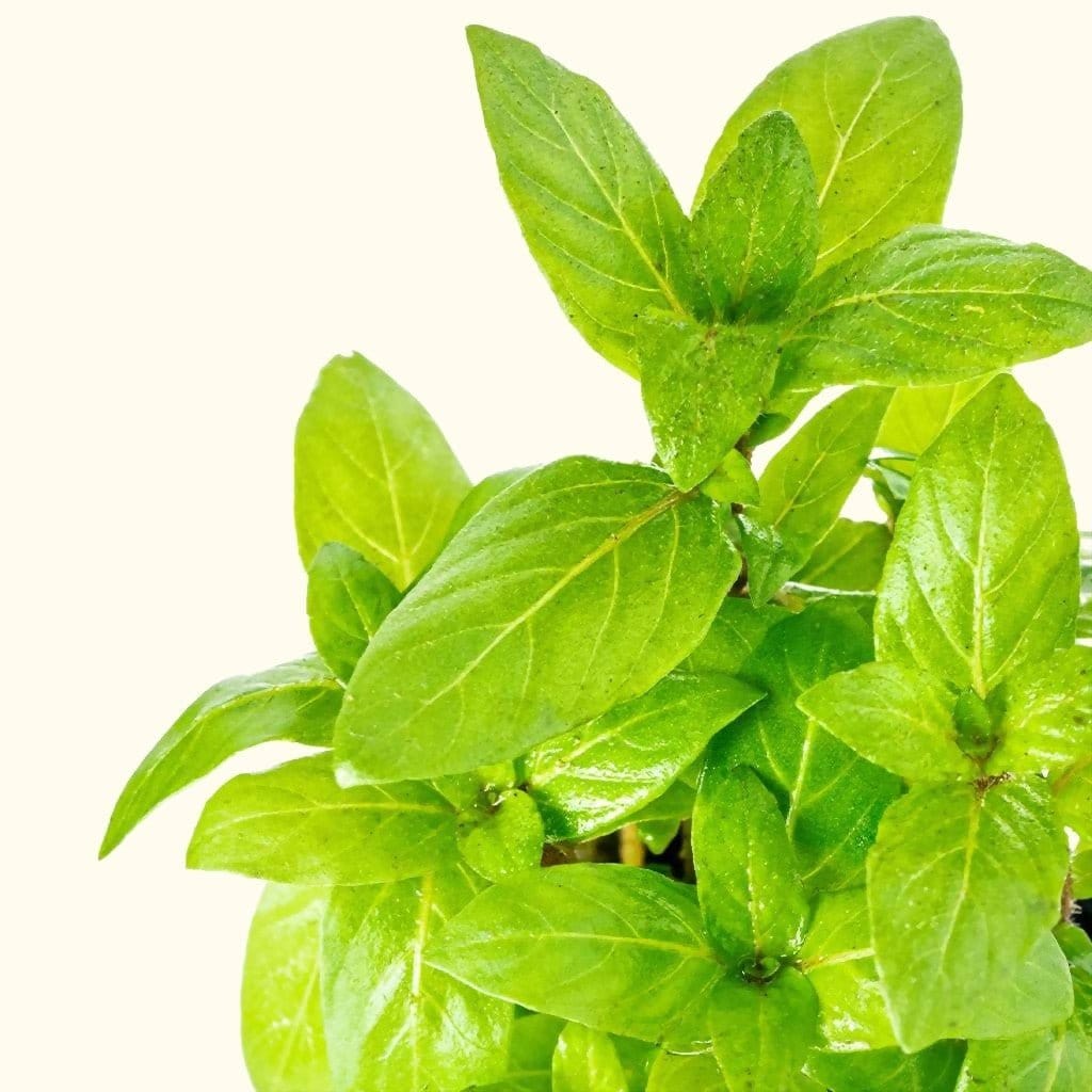 staurogyne-repens-4236718