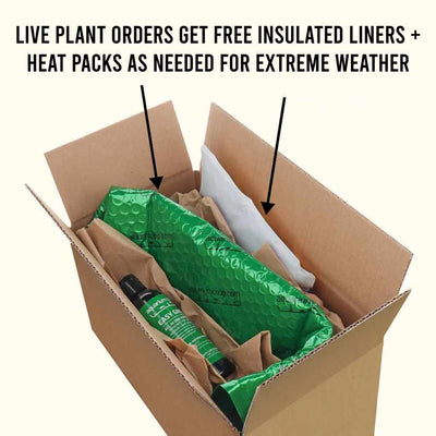 Staurogyne Repens - Aquarium Co - Op