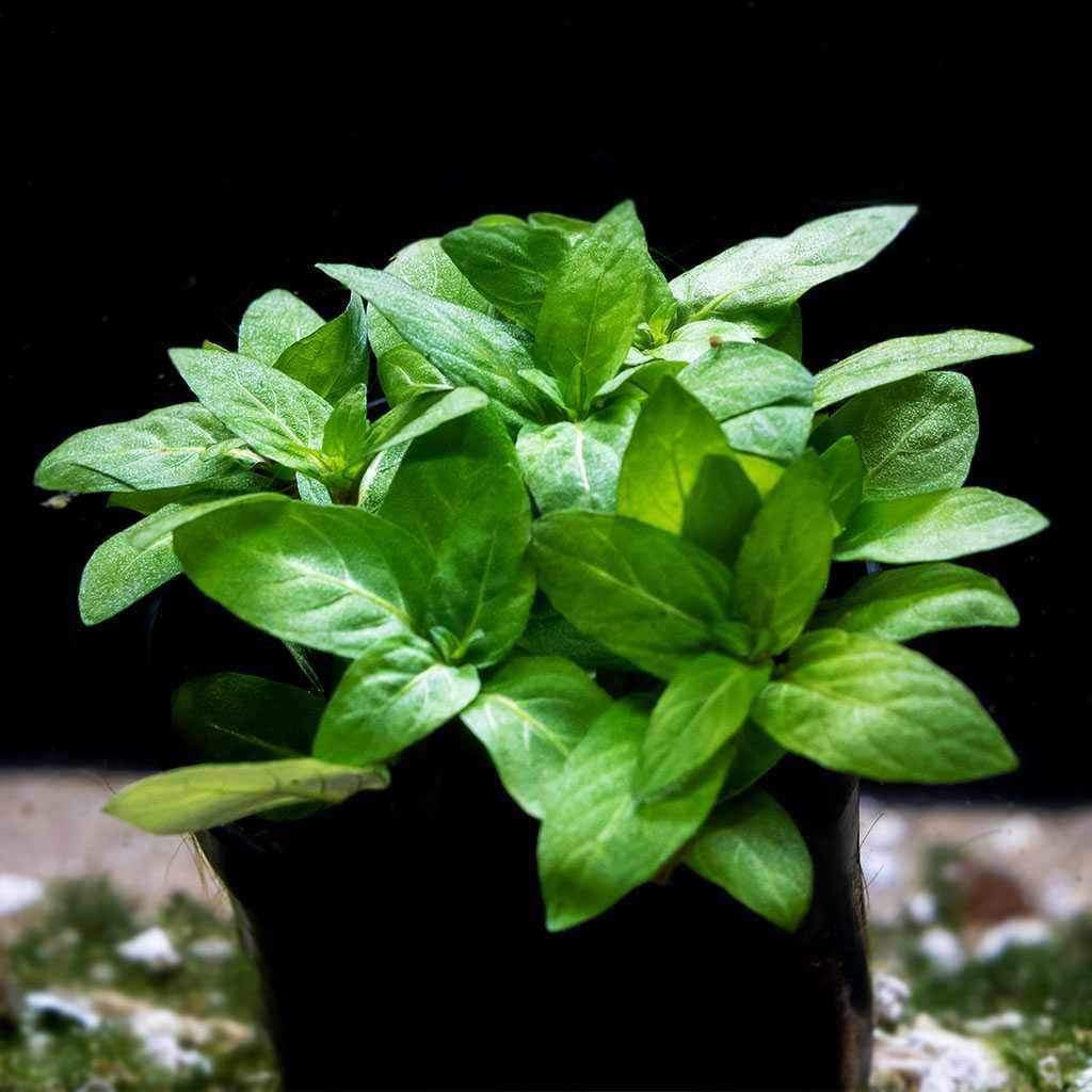 staurogyne-repens-6788667