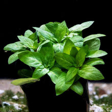 Load image into Gallery viewer, Staurogyne Repens - Aquarium Co - Op
