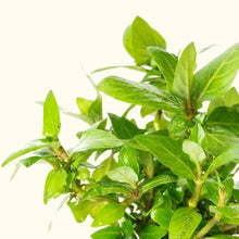 Load image into Gallery viewer, Staurogyne Repens - Aquarium Co - Op
