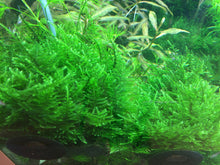 Load image into Gallery viewer, Taxiphyllum alternans &amp;#39;Taiwan Moss&amp;#39; Tissue Culture
