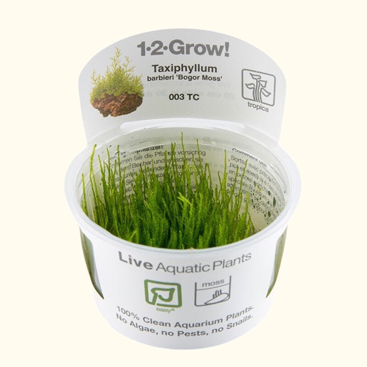 Taxiphyllum barbieri 'Bogor Moss' Tissue Culture - Aquarium Co - Op
