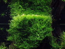 Load image into Gallery viewer, Taxiphyllum barbieri &amp;#39;Bogor Moss&amp;#39; Tissue Culture - Aquarium Co - Op

