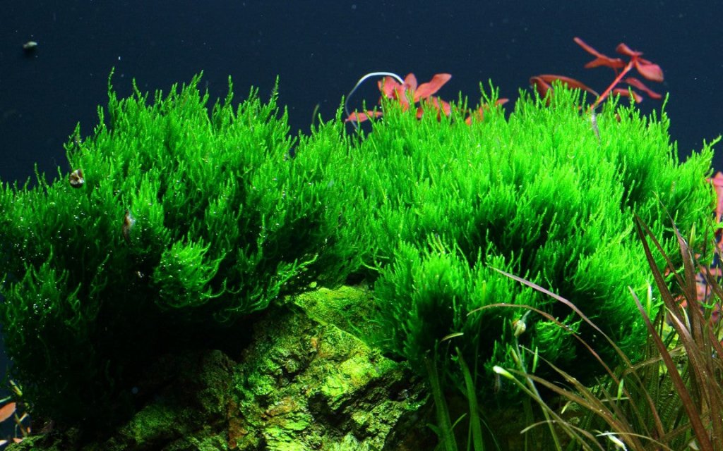 flame moss bonsai tree Taxiphyllum 'Flame'