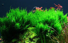 Load image into Gallery viewer, Taxiphyllum sp. ’Flame Moss’ Tissue Culture - Aquarium Co - Op
