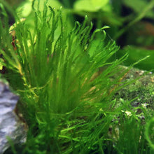 Load image into Gallery viewer, Plants Live Plants Taxiphyllum &amp;#39;Spiky Moss&amp;#39;
