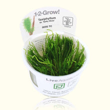 Load image into Gallery viewer, Taxiphyllum &amp;#39;Spiky Moss&amp;#39; Tissue Culture - Aquarium Co - Op
