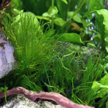 Load image into Gallery viewer, Taxiphyllum &amp;#39;Spiky Moss&amp;#39; Tissue Culture - Aquarium Co - Op
