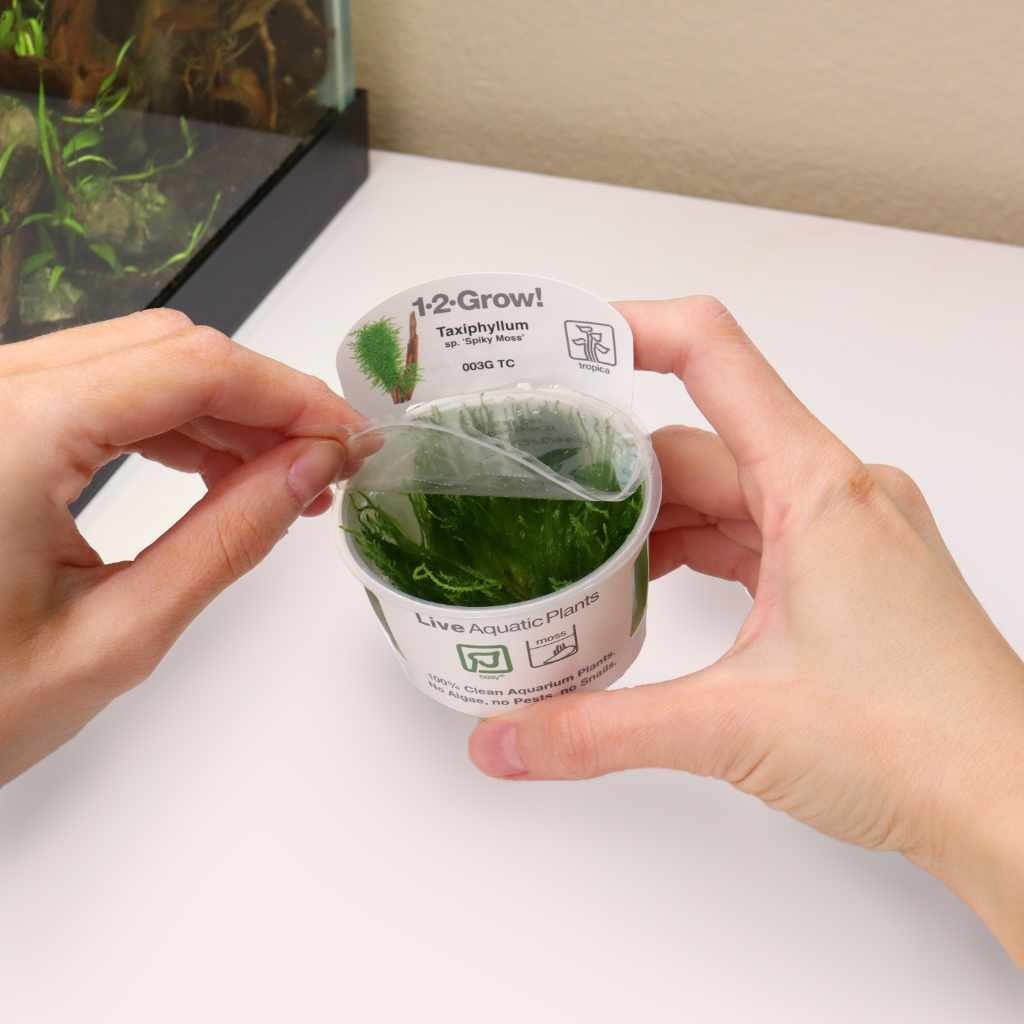 taxiphyllum-spiky-moss-tissue-culture-6008906