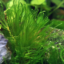 Load image into Gallery viewer, Taxiphyllum &amp;#39;Spiky Moss&amp;#39; Tissue Culture - Aquarium Co - Op
