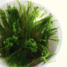 Load image into Gallery viewer, Taxiphyllum &amp;#39;Spiky Moss&amp;#39; Tissue Culture - Aquarium Co - Op
