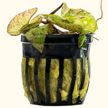 Load image into Gallery viewer, Tiger Lotus Bulb - Aquarium Co - Op
