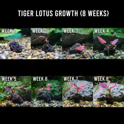 Tiger Lotus Bulb - Aquarium Co - Op