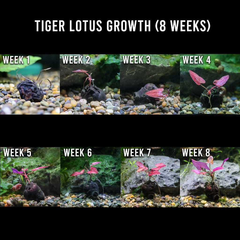 tiger lotus plant Tiger Lotus | Freshwater Plants