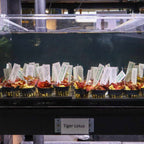 Tiger Lotus Bulb - Aquarium Co - Op