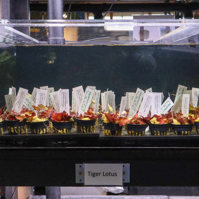 Tiger Lotus Bulb - Aquarium Co - Op