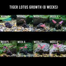 Load image into Gallery viewer, Plants Live Plants Tiger Lotus Bulb
