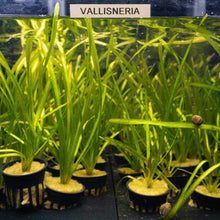 Load image into Gallery viewer, Plants Live Plants Vallisneria
