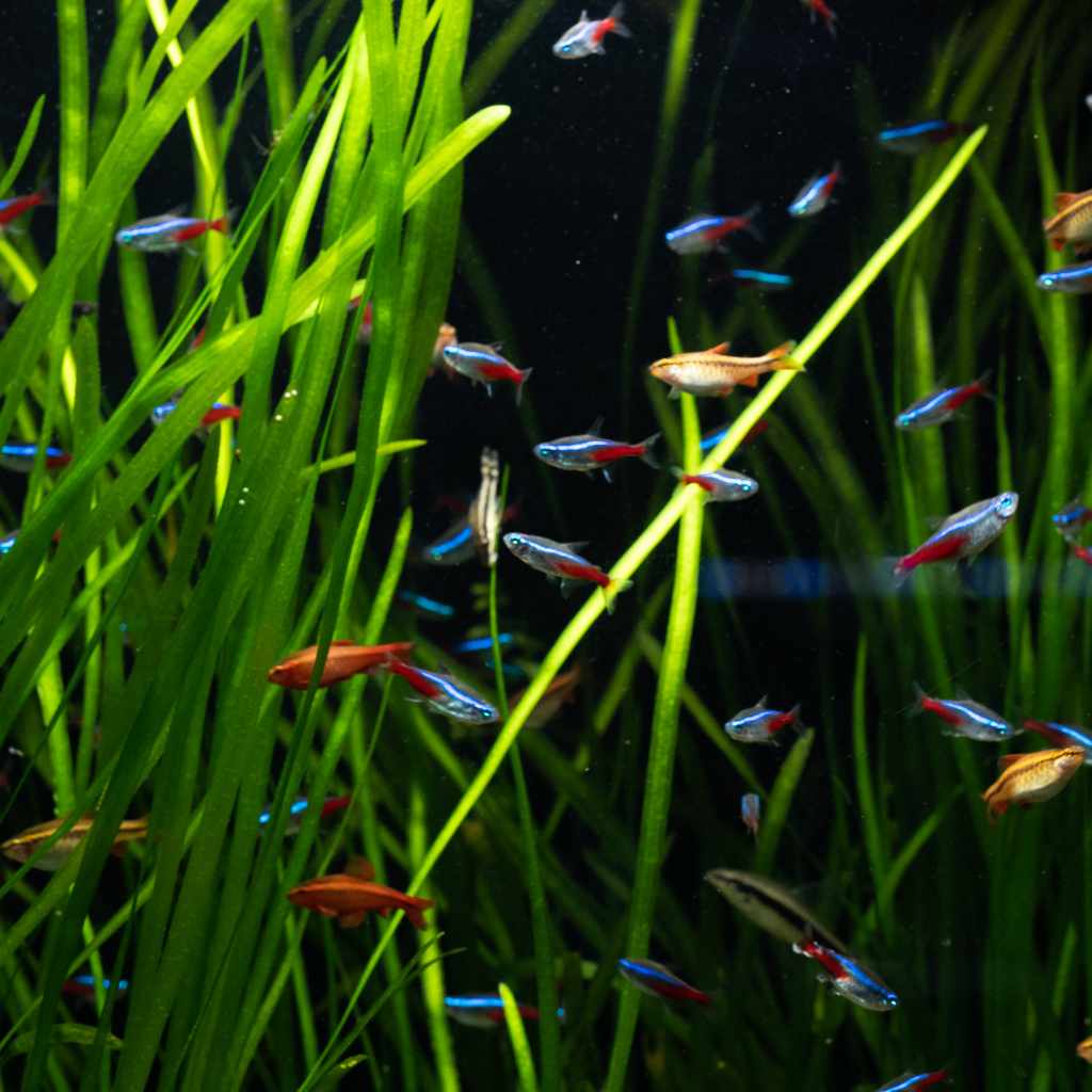 Live fish store tank plants