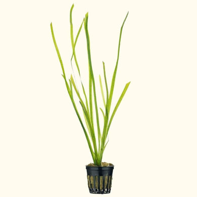 Plants Live Plants Vallisneria