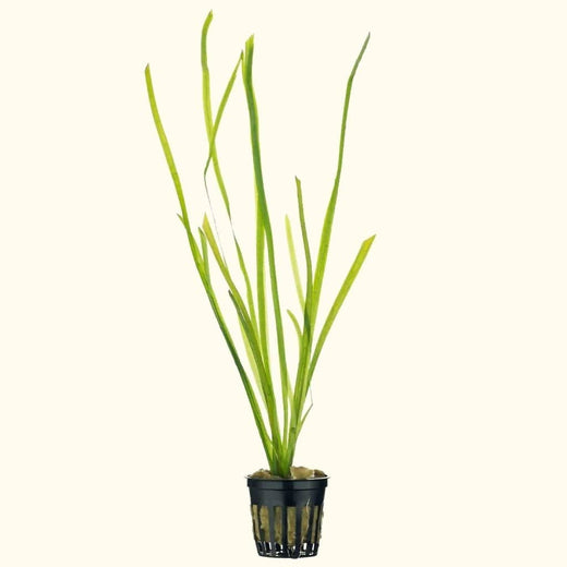 vallisneria-2602591