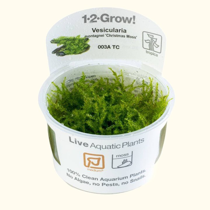 Vesicularia Dubyana 'Christmas Moss' Tissue Culture - Aquarium Co - Op