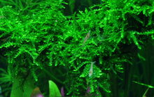 Load image into Gallery viewer, Vesicularia ferriei &amp;#39;Weeping Moss&amp;#39; Tissue Culture - Aquarium Co - Op
