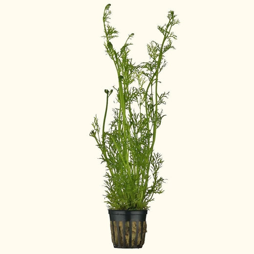 water-sprite-1072428