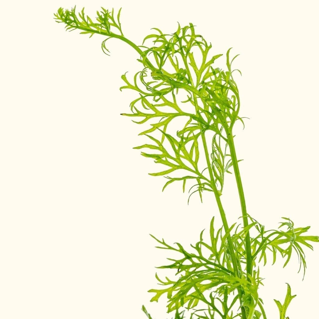 Water Sprite | Floating Aquarium Plant | Live Aquarium Plants for Sale ...