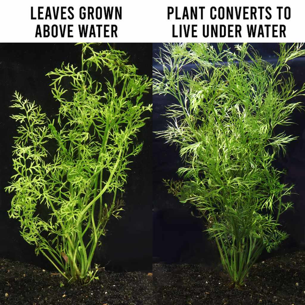 water-sprite-3975874