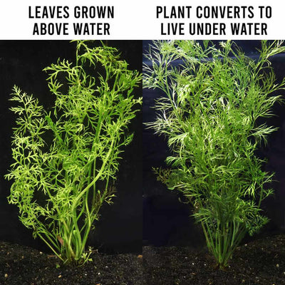 Water Sprite - Aquarium Co - Op