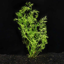 Load image into Gallery viewer, Water Sprite - Aquarium Co - Op
