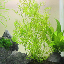 Load image into Gallery viewer, Water Sprite - Aquarium Co - Op
