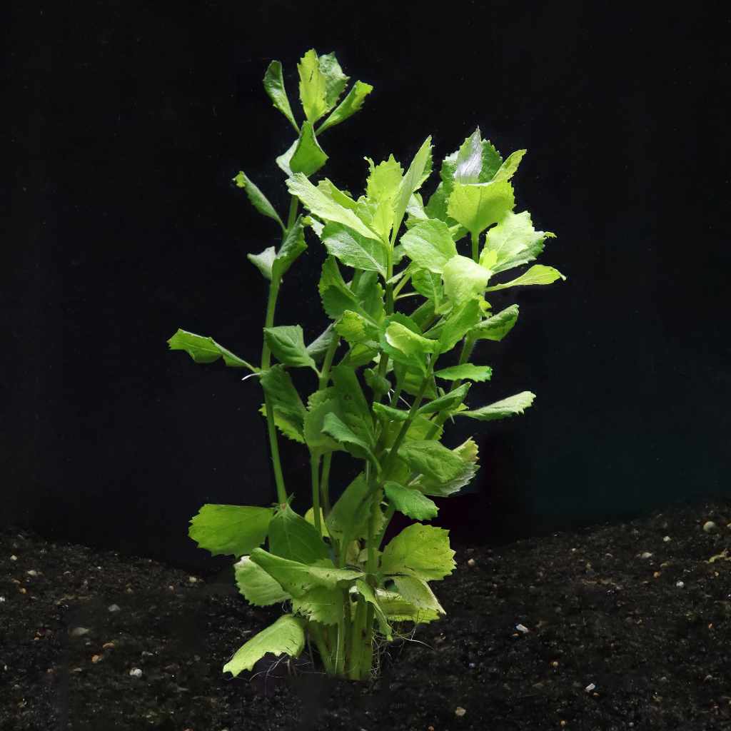 water plants kaufen Water Wisteria | Aquarium Plant