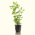 Water Wisteria - Aquarium Co - Op