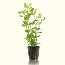 Load image into Gallery viewer, Water Wisteria - Aquarium Co - Op
