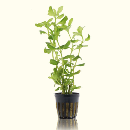 water-wisteria-3465150