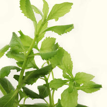 Load image into Gallery viewer, Water Wisteria - Aquarium Co - Op
